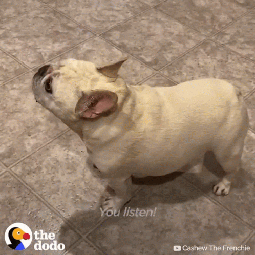 A Dog Standing On A Tiled Floor With The Words You Listen Behind It GIF