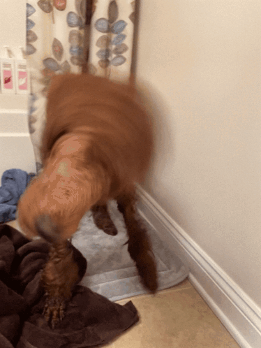 A Dog Standing On A Towel In Front Of A Shower Curtain That Has Leaves On It GIF