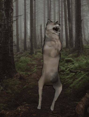A Dog Standing On Its Hind Legs In A Forest GIF