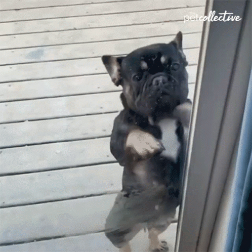 A Dog Standing On Its Hind Legs In Front Of A Glass Door That Says Petcollective On The Bottom Right GIF