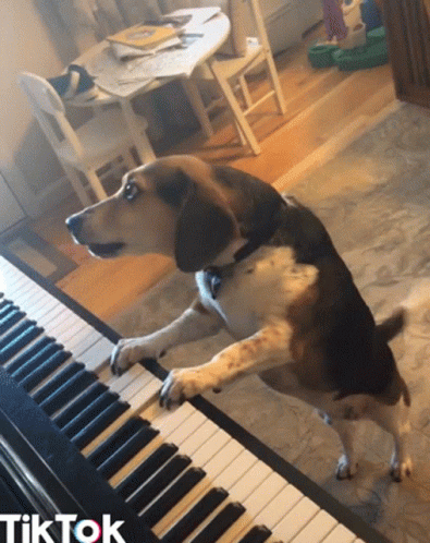 A Dog Standing On Its Hind Legs Playing A Piano Keyboard With The Word Tiktok Below It GIF