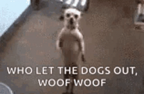 A Dog Standing On Its Hind Legs With The Words `` Who Let The Dogs Out , Woof Woof '' . GIF