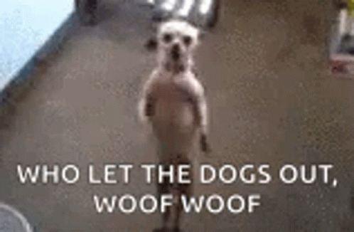 A Dog Standing On Its Hind Legs With The Words `` Who Let The Dogs Out Woof Woof '' Behind It . GIF