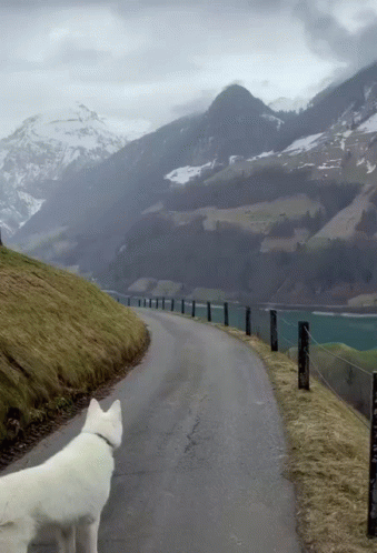 A Dog Standing On The Side Of A Road GIF