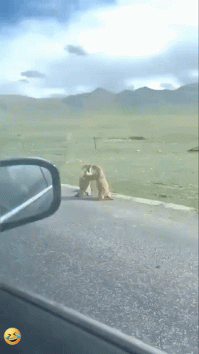 a dog standing on the side of a road next to a car 's rear view mirror