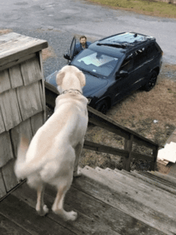 A Dog Stands On A Set Of Stairs Looking At A Car GIF