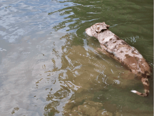 A Dog Swimming In A Body Of Water GIF