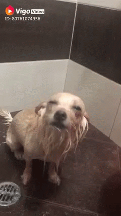 A Dog Taking A Bath In A Bathroom With Vigo Video On The Bottom Right GIF