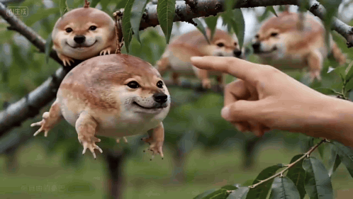A Dog That Looks Like A Frog Is Being Touched By A Person GIF