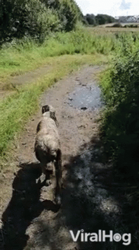 A Dog Walking Down A Dirt Path With The Words Viralhog On The Bottom Right GIF