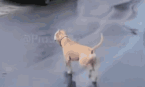 A Dog Walking Down A Sidewalk Next To A White Van . GIF
