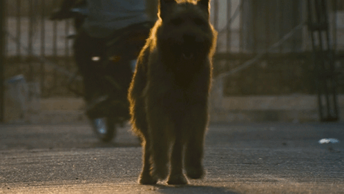 A Dog Walking Down A Street With A Motorcycle Behind It GIF