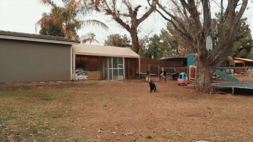 A Dog Walking In A Backyard With A Playground GIF