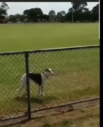 A Dog Walking Through A Chain Link Fence In A Field GIF