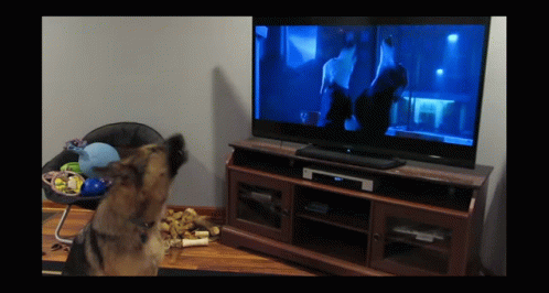 A Dog Watches A Movie On A Television GIF