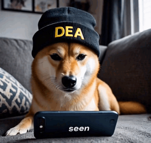 A Dog Wearing A Beanie With The Word Dea On It GIF