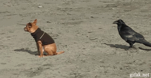 A Dog Wearing A Black Jacket Is Running Away From A Black Bird GIF