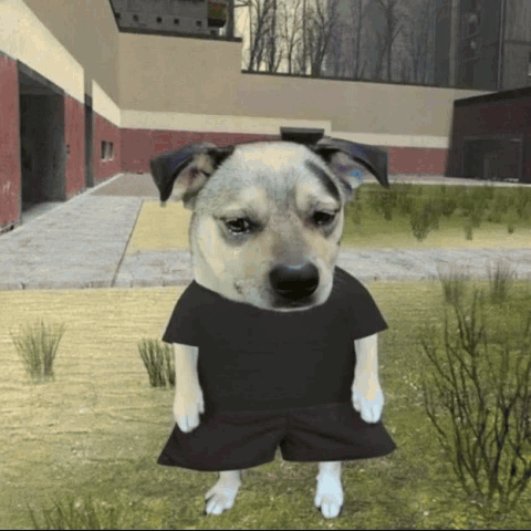 A Dog Wearing A Black Shirt And Shorts Is Standing In A Field GIF