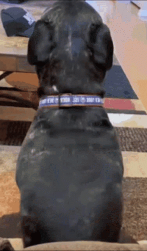 A Dog Wearing A Blue Collar That Says ' I Love You ' On It GIF