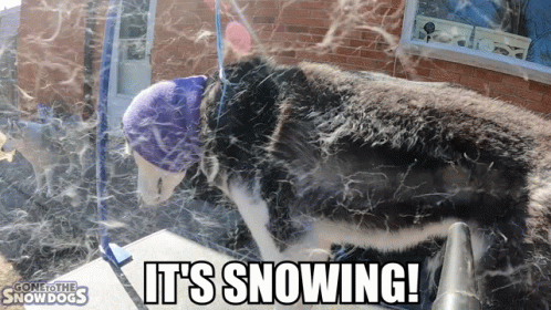 A Dog Wearing A Blue Hat With The Words It 'S Snowing Written Below It GIF