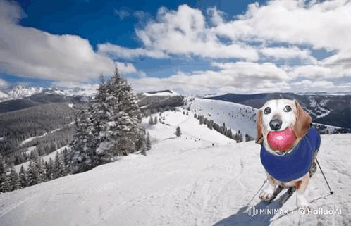 A Dog Wearing A Blue Sweater Is Skiing Down A Snow Covered Mountain GIF