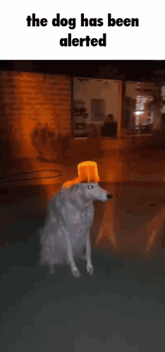 A Dog Wearing A Bucket On Its Head With The Words The Dog Has Been Alerted On The Bottom GIF