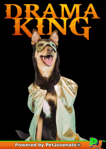 A Dog Wearing A Cape And A Mask Is On The Cover Of A Book Called Drama King GIF
