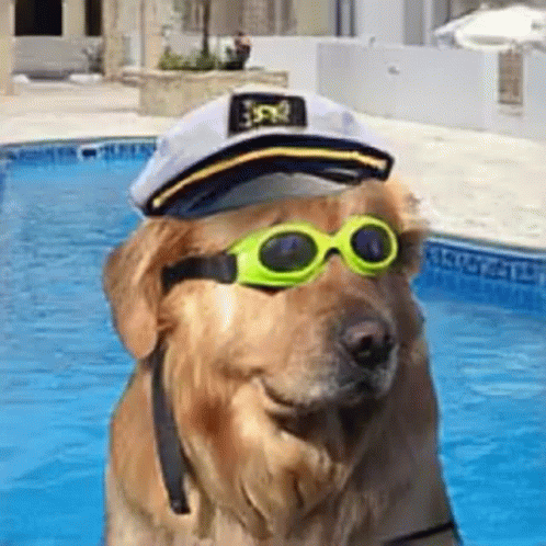 A Dog Wearing A Captain 'S Hat And Goggles Is Standing In A Pool . GIF