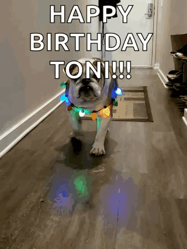 A Dog Wearing A Christmas Light Necklace Says Happy Birthday Toni !!! GIF