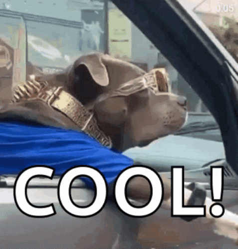 A Dog Wearing A Collar And Sunglasses Is Sitting In A Car With The Word Cool Written On The Side GIF