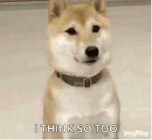 A Dog Wearing A Collar Is Sitting On The Floor And Saying `` Yep I Think So Too '' . GIF