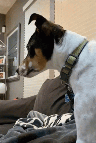 A Dog Wearing A Collar With A Tag That Says ' I Love You ' On It Sits On A Couch GIF