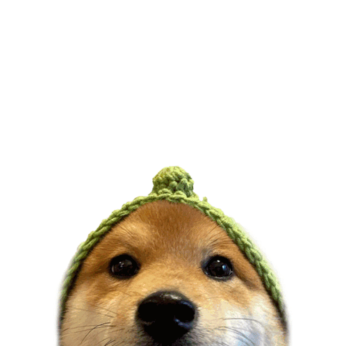 A Dog Wearing A Green Hat With The Word Yikes Written Above It GIF