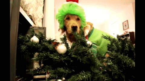 A Dog Wearing A Green Wig And A Green Sweater Standing Next To A Christmas Tree GIF
