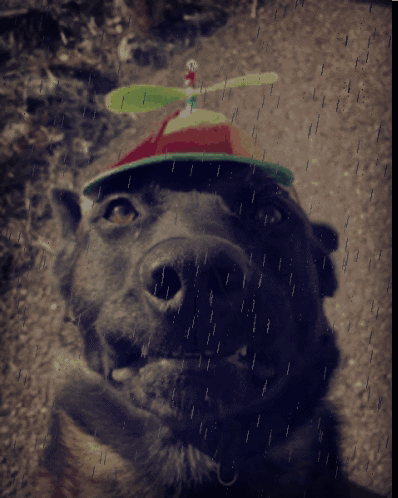 A Dog Wearing A Hat With A Green Propeller On Top GIF