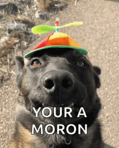 A Dog Wearing A Hat With A Propeller On Top And The Words " Your A Moron " Below It GIF