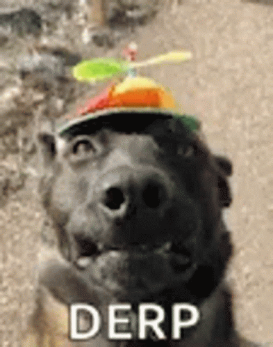 A Dog Wearing A Hat With A Propeller On Top Of It And The Word Derp On The Bottom GIF