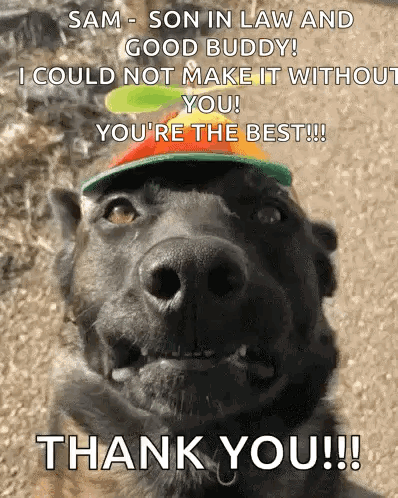 A Dog Wearing A Hat With The Words Sam Son In Law And Good Buddy I Could Not Make It With You You 'Re The Best GIF