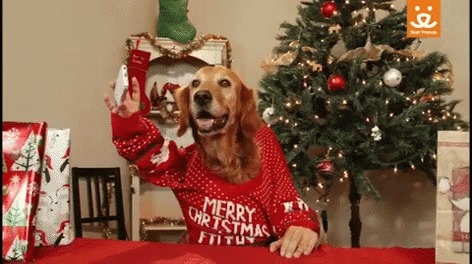 A Dog Wearing A Merry Christmas Sweater Holds A Cell Phone GIF