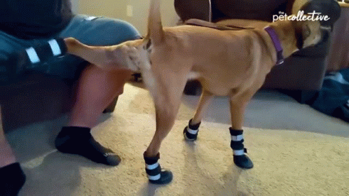 A Dog Wearing A Pair Of Boots Is Standing Next To A Person 'S Leg GIF