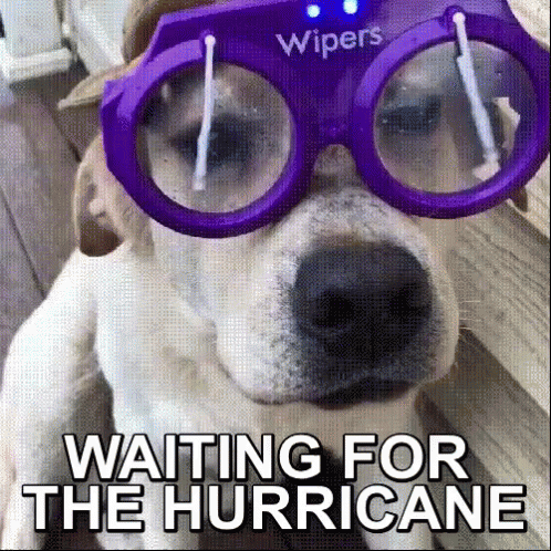 A Dog Wearing A Pair Of Wiper Glasses That Say Waiting For The Hurricane GIF