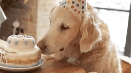 A Dog Wearing A Party Hat Is Eating A Birthday Cake On A Table . GIF