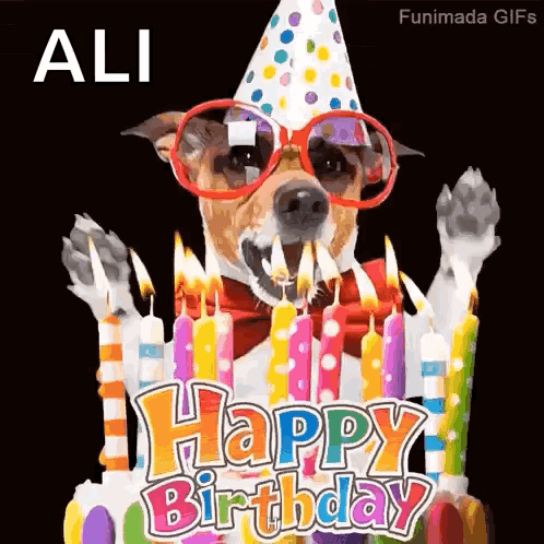 A Dog Wearing A Party Hat , Sunglasses And A Bow Tie Is Celebrating His Birthday . GIF