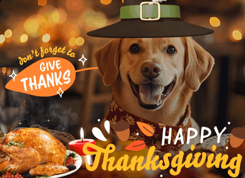 A Dog Wearing A Pilgrim Hat And A Happy Thanksgiving Greeting Card GIF