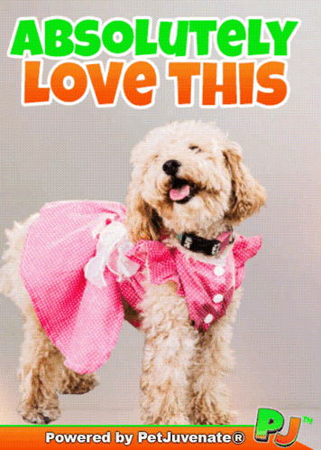 A Dog Wearing A Pink Dress With The Words Absolutely Love This Written Above It GIF