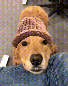 A Dog Wearing A Pink Knitted Hat Is Laying On A Person 'S Lap GIF