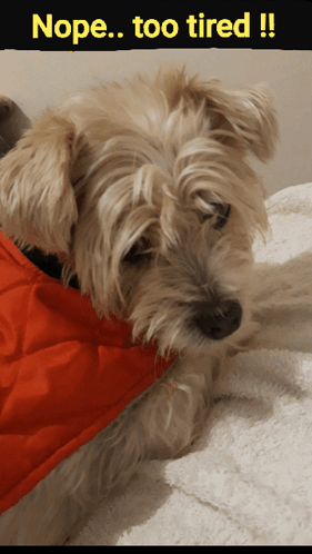 A Dog Wearing A Red Jacket Is Laying On A Bed With The Caption Nope Too Tired GIF