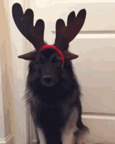 A Dog Wearing A Reindeer Antlers Headband GIF