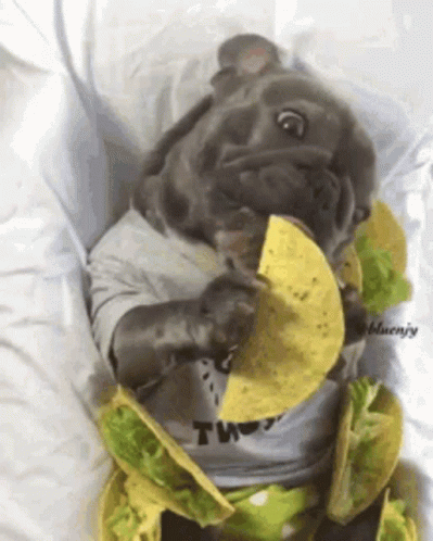 Dog Wearing Two Shirt Eating Tacos GIF