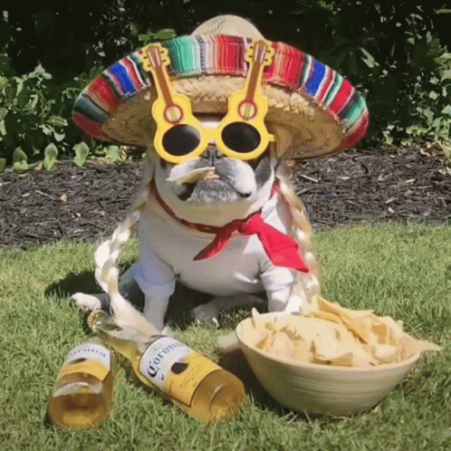 A Dog Wearing A Sombrero And Sunglasses Sits Next To A Bottle Of Corona And A Bowl Of Chips GIF
